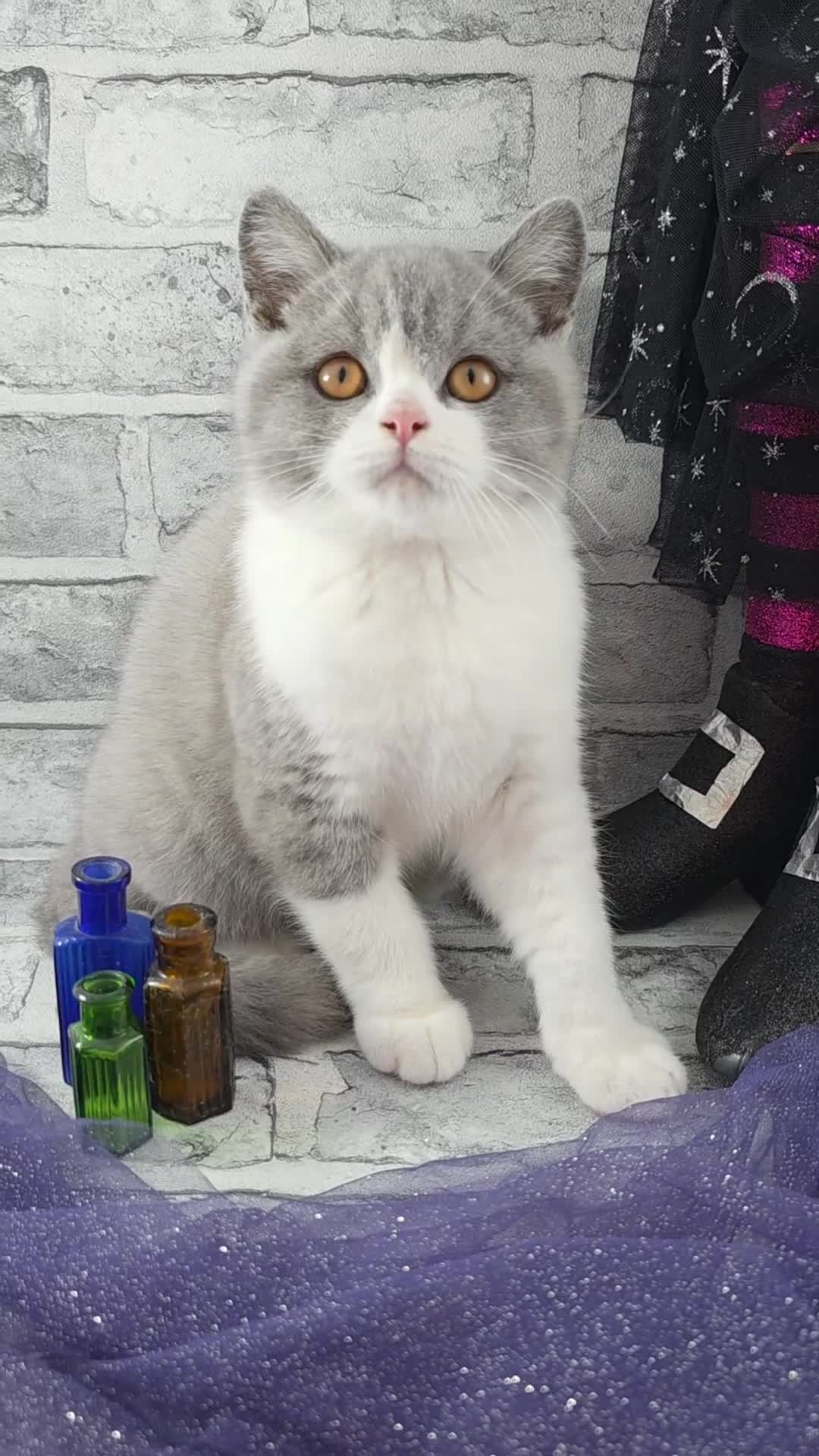 British Shorthair cats for sale: CHAMPION SIRED GCCF REG BSH BLUE BI MALE KITTEN - Video 1