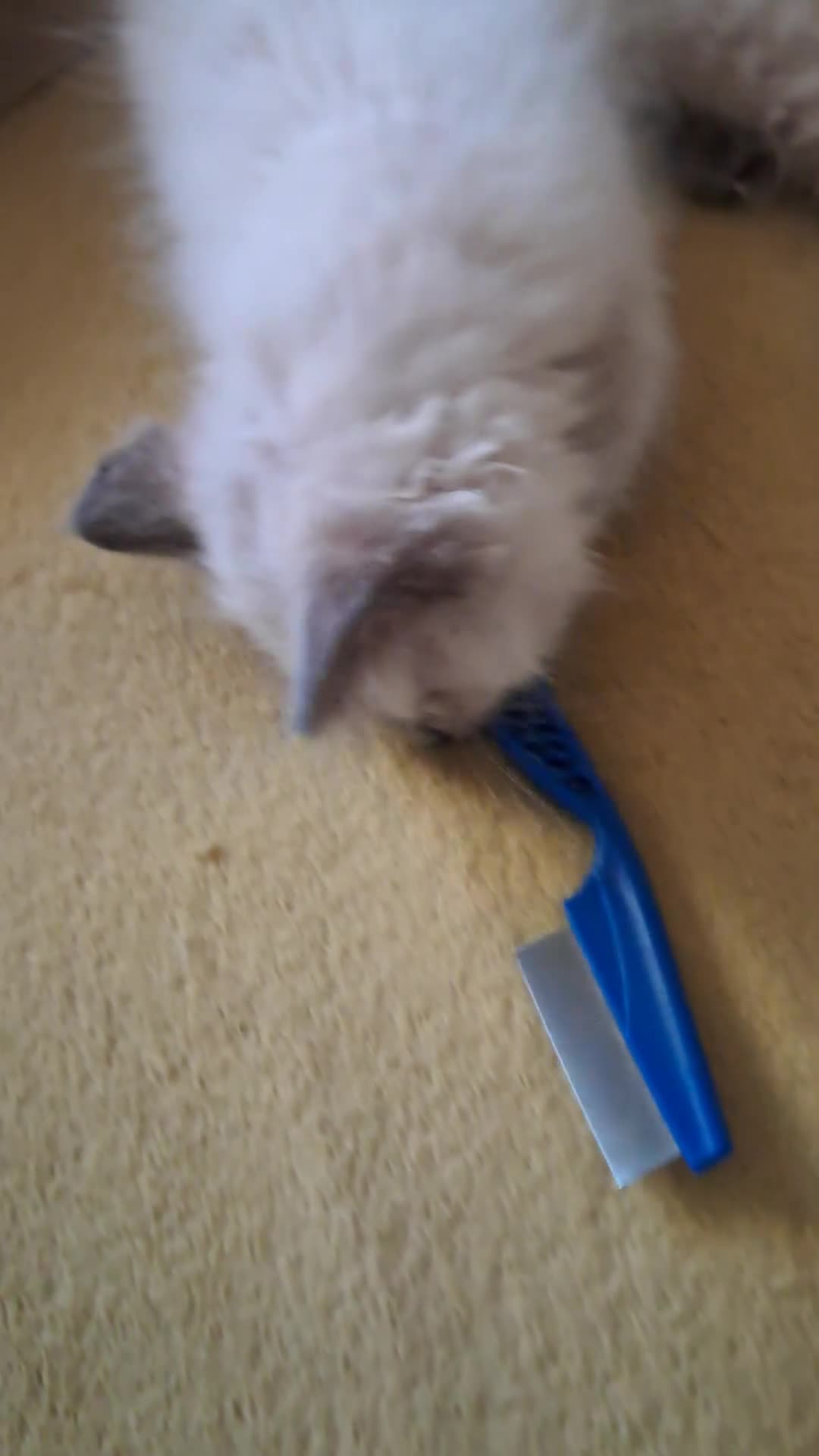 Ragdoll cats for sale: Pure bred beautiful Ragdoll kittens - Video 1
