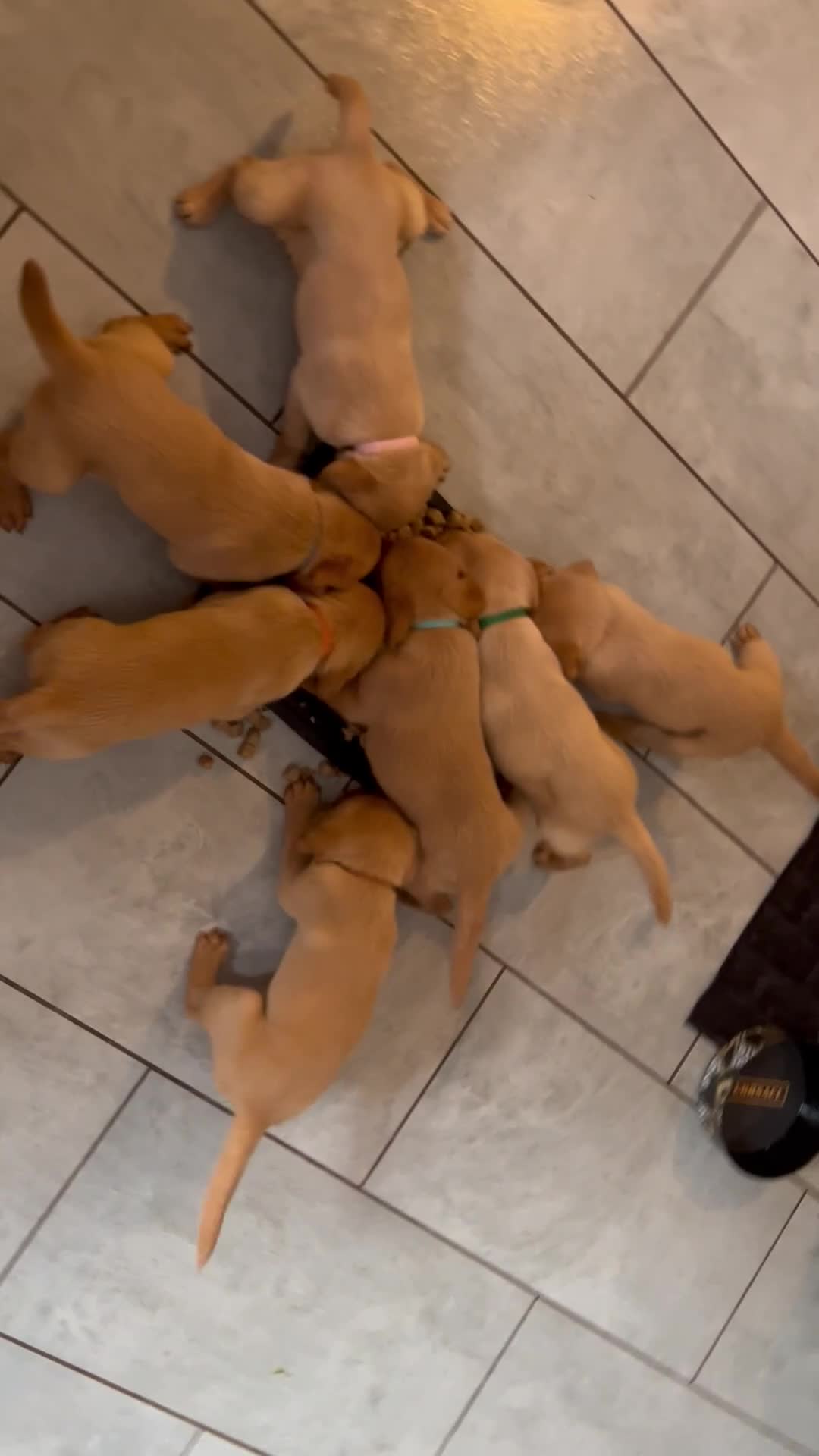 Labrador Retriever dogs for sale: Only one left KC Fox Red Labrador Puppies - Video 1