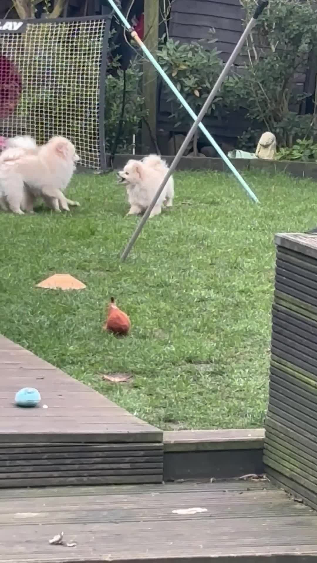 Pomeranian dogs for sale: Bruce’s the most loving handsome. Pomeranian  - Video 1