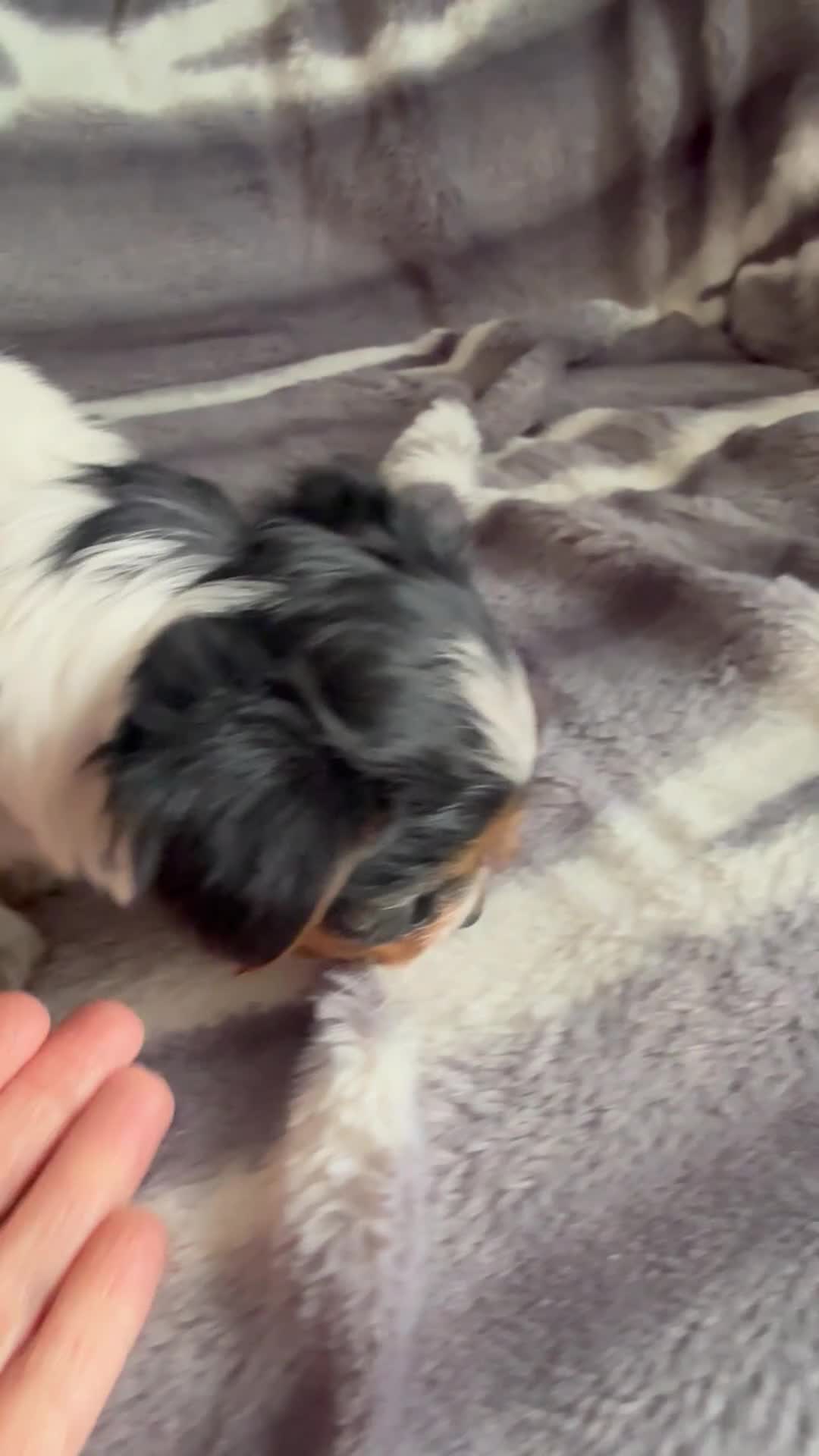 Biewer Terrier dogs for sale:  🐾🐶Beautiful Biewer Terrier Puppies🐾🐶 - Video 4