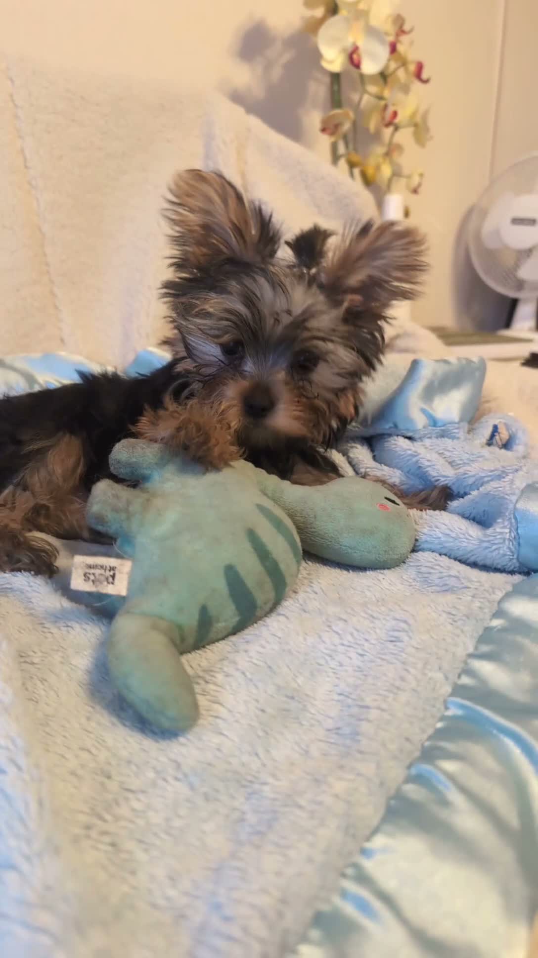 Yorkshire Terrier dogs for sale: Yorkshire Terrier ready for new home  - Video 1
