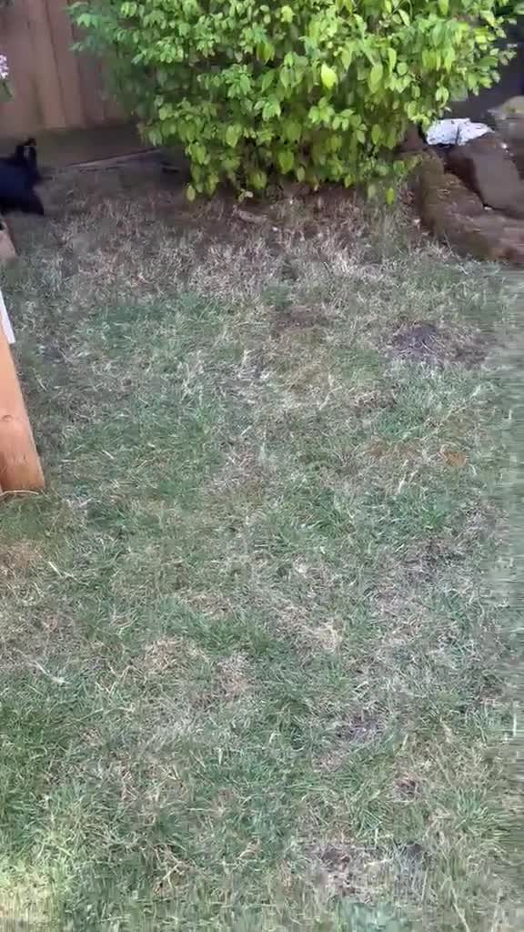 Cockapoo dogs for sale: Stunning Cockapoo Puppies - Video 1