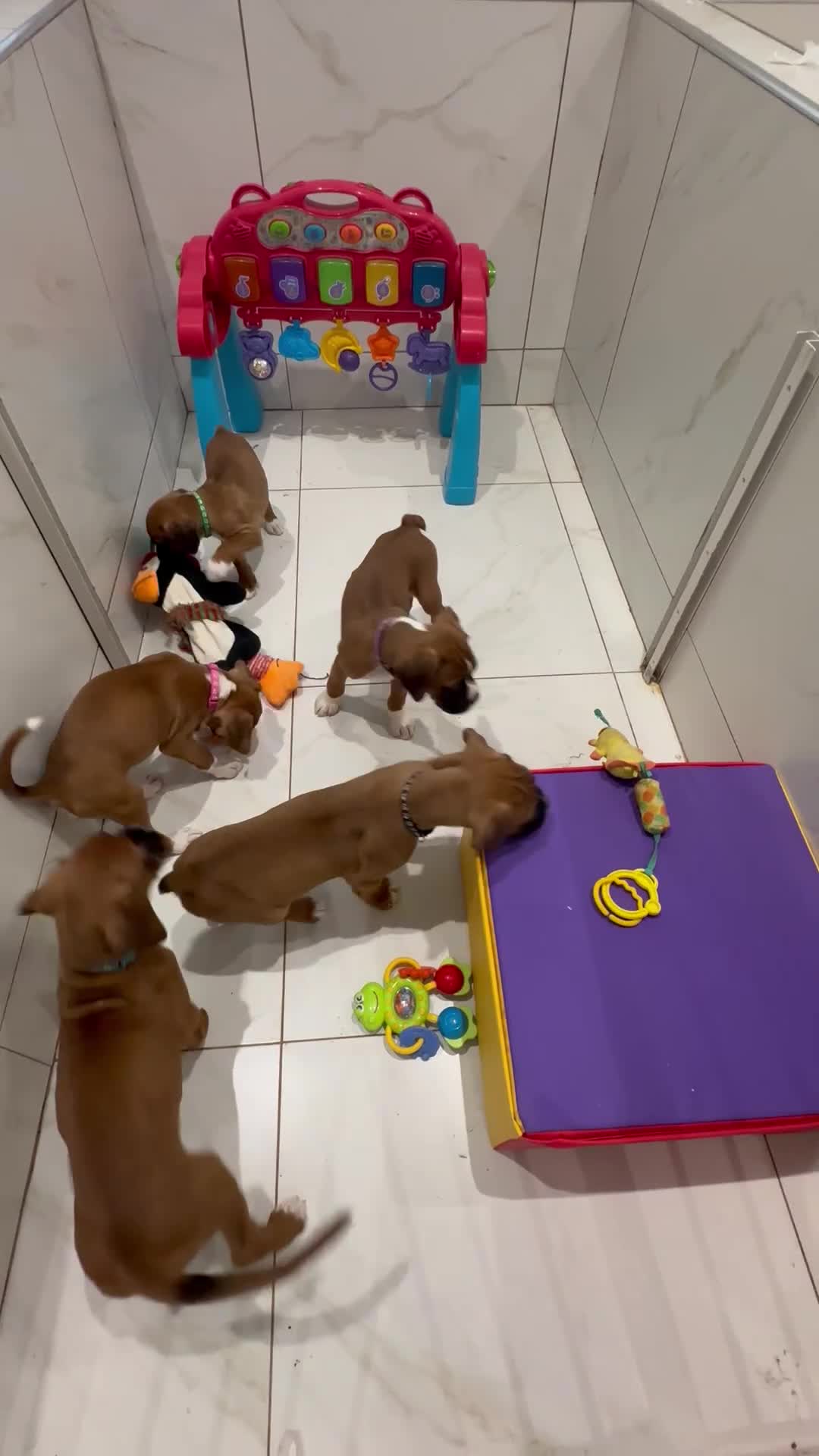 Boxer dogs for sale: 🐶 Stunning Champion Boxer Puppies 🐶 - Video 3