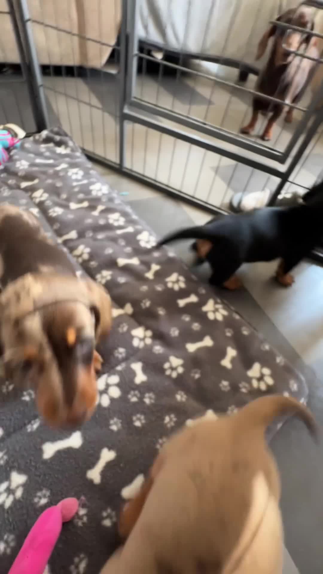 Miniature Dachshund dogs for sale: Black & Tan Mini Dachshund - Video 1