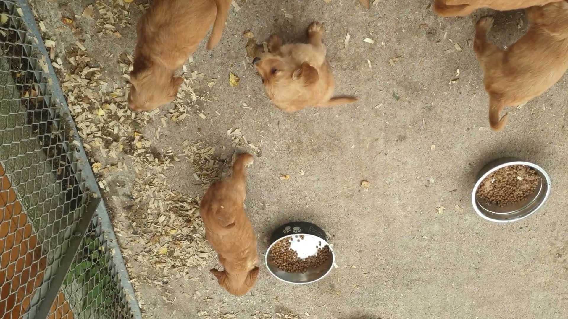 Golden Retriever dogs for sale: Dark red golden retriever pups - Video 1
