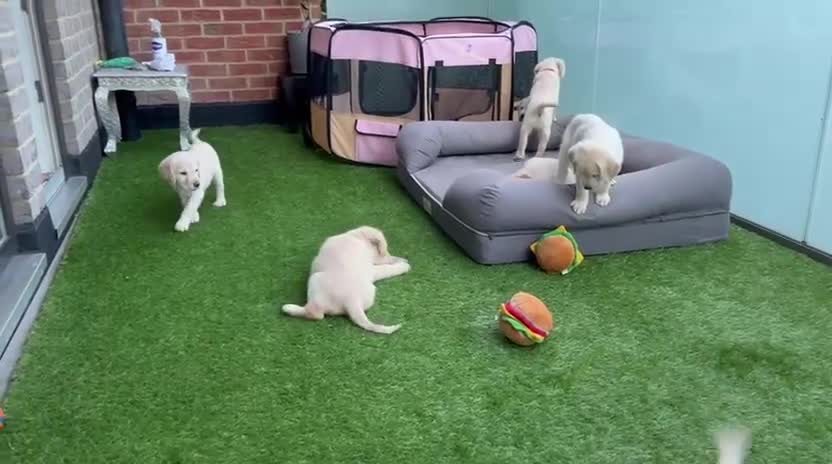 Labradoodle dogs for sale: Happy and healthy Labradoodle puppies! - Video 1