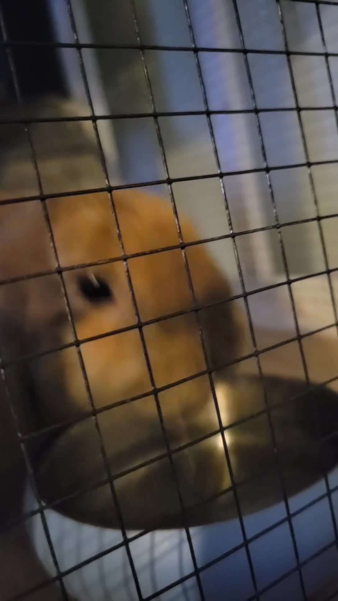 Mini Lop rabbits for sale: Peanuts looking for a new home ❤️ in Bury Saint Edmunds - Video 1