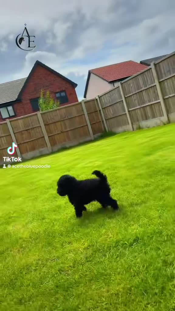 Toy Poodle dogs for sale: Blue Toy Poodle - RARE Opportunity  - Video 1