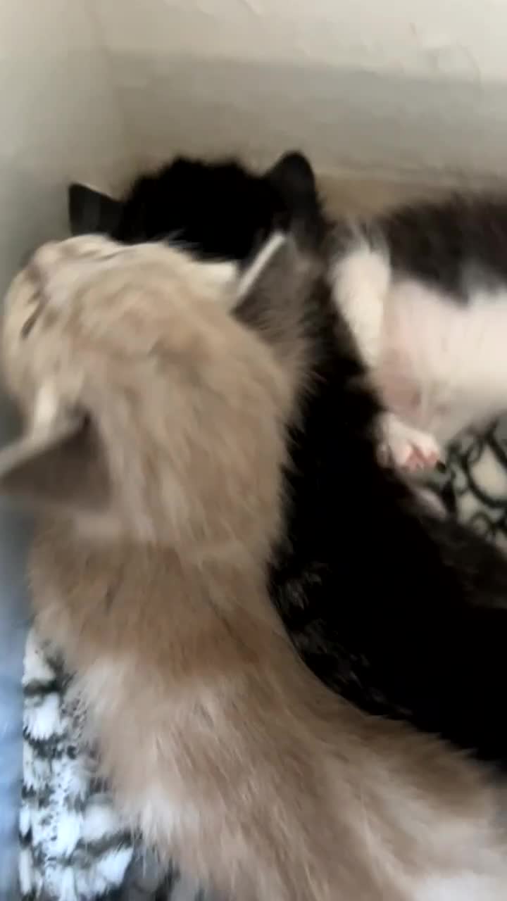 Ragamese cats for sale: Beautiful ragamese/bengal - Video 2