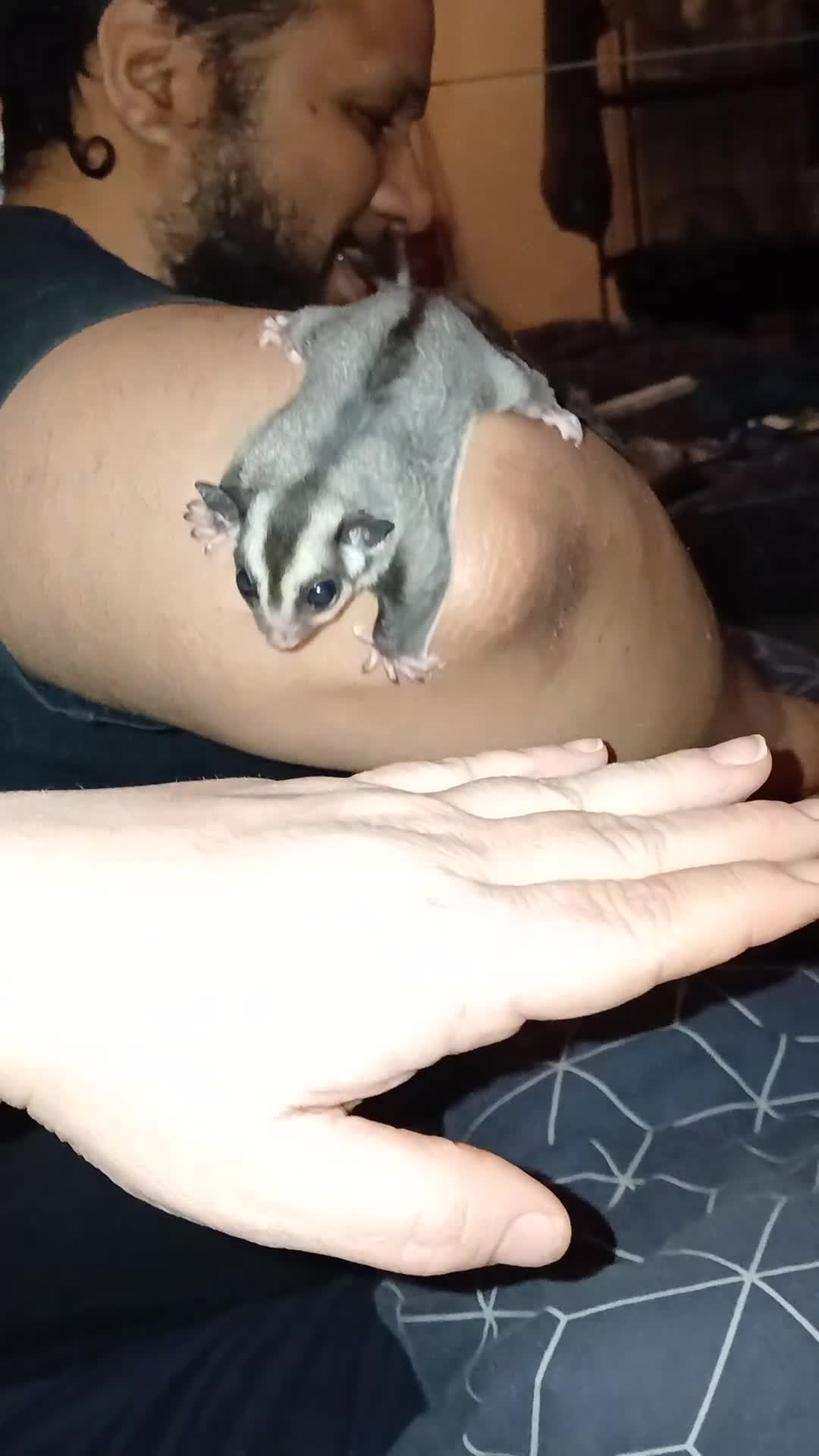 Sugar Glider rodents for sale: Well handled baby glider male - Video 1