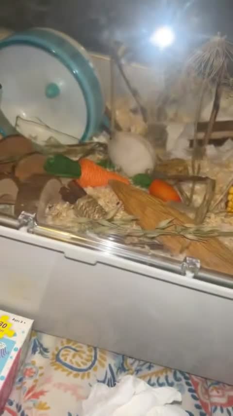 Hamster rodents for sale: toast and crumpet  - Video 1