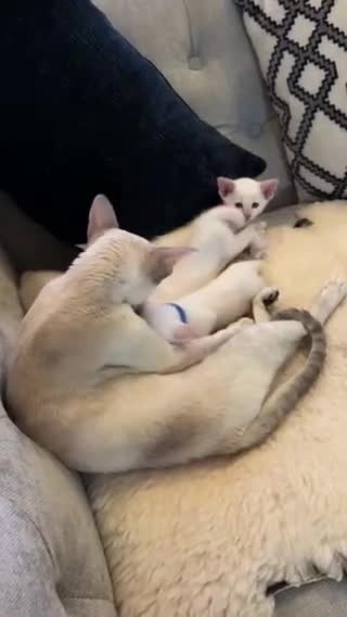 Siamese cats for sale: Beautiful Siamese Kittens – Ready February - Video 1