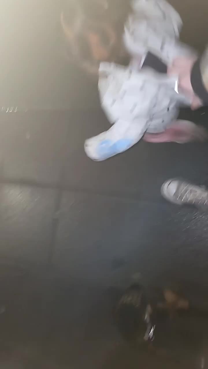 Cocker Spaniel dogs for sale: Buddy the cocker spaniel - Video 2