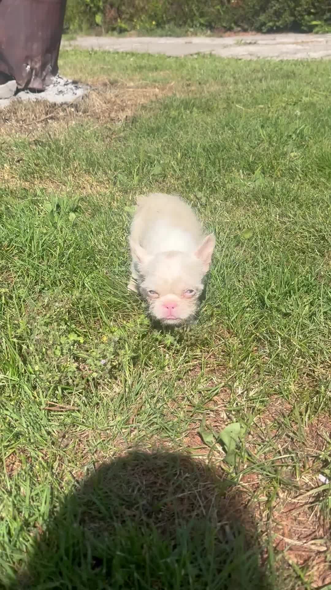 French Bulldog dogs for sale: French bulldog puppies please read description  - Video 3