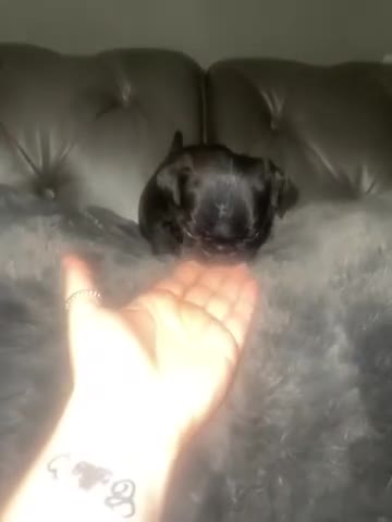 Frug dogs for sale: 5 pug puppies  - Video 5