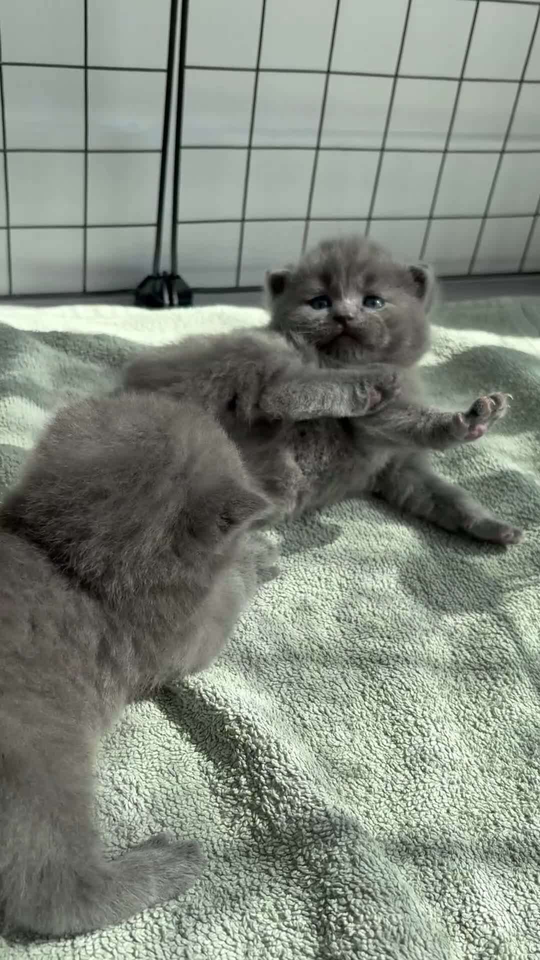 British Shorthair cats for sale: Two Female Grey British Short hair kittens  - Video 1