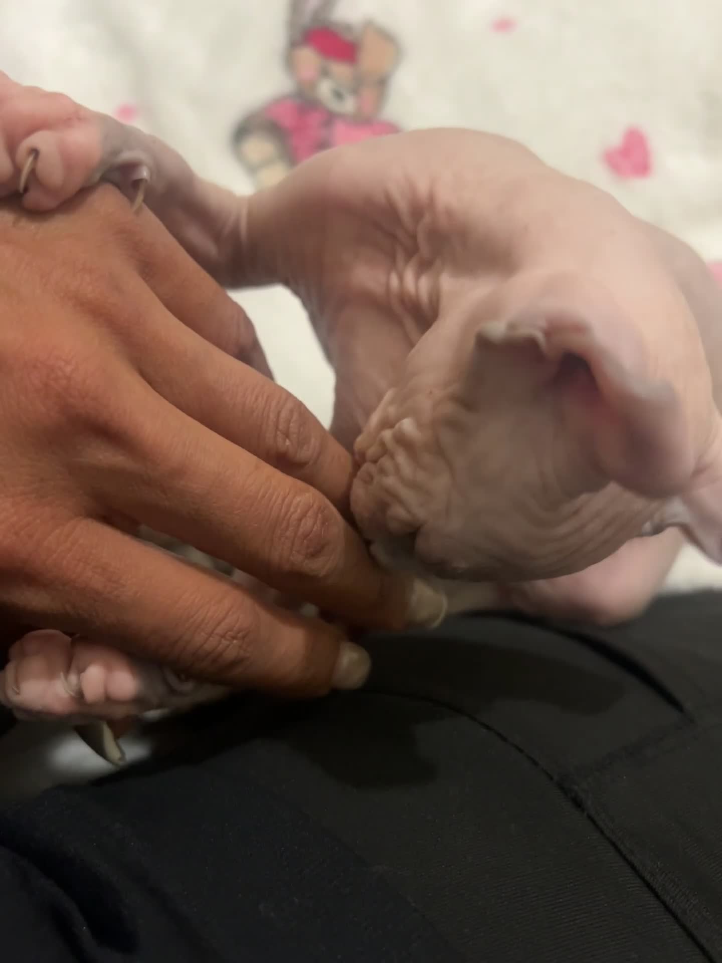 Sphynx cats for sale: Pippin Canadian elf  - Video 2