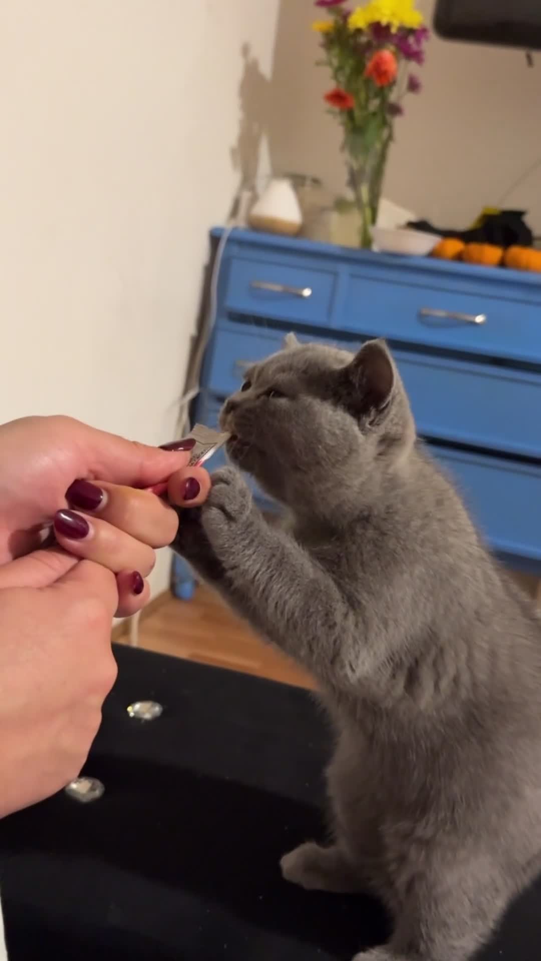 British Shorthair cats for sale: Beautiful British Shorthair 12 weeks - Video 1