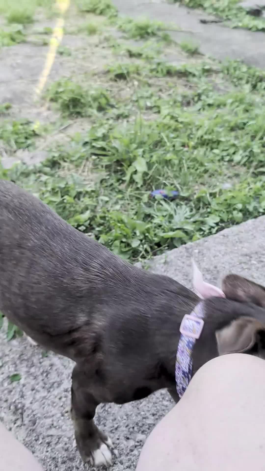 Mixed Breed dogs for sale: Re-home beautiful pup Brownie  in Cardiff - Video 1