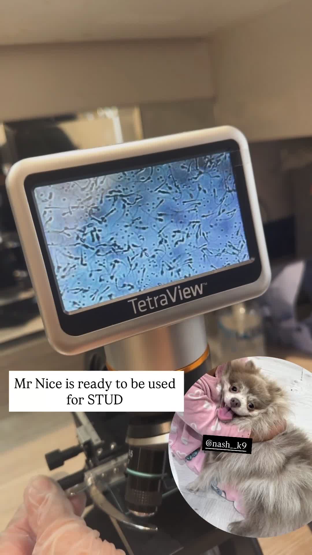 Pomeranian dogs for stud: NICE Lilac Merle STUD  - Video 1