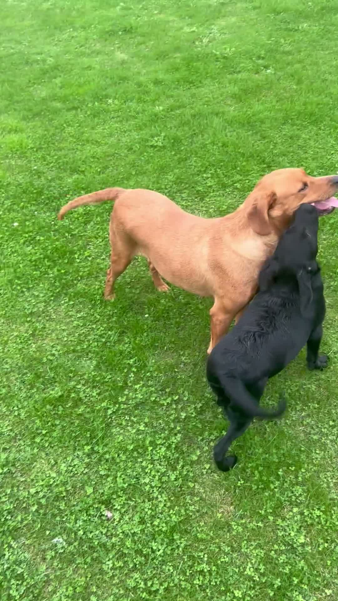 Labrador Retriever dogs for sale: Black Labrador girl kc reg 5th - Video 1