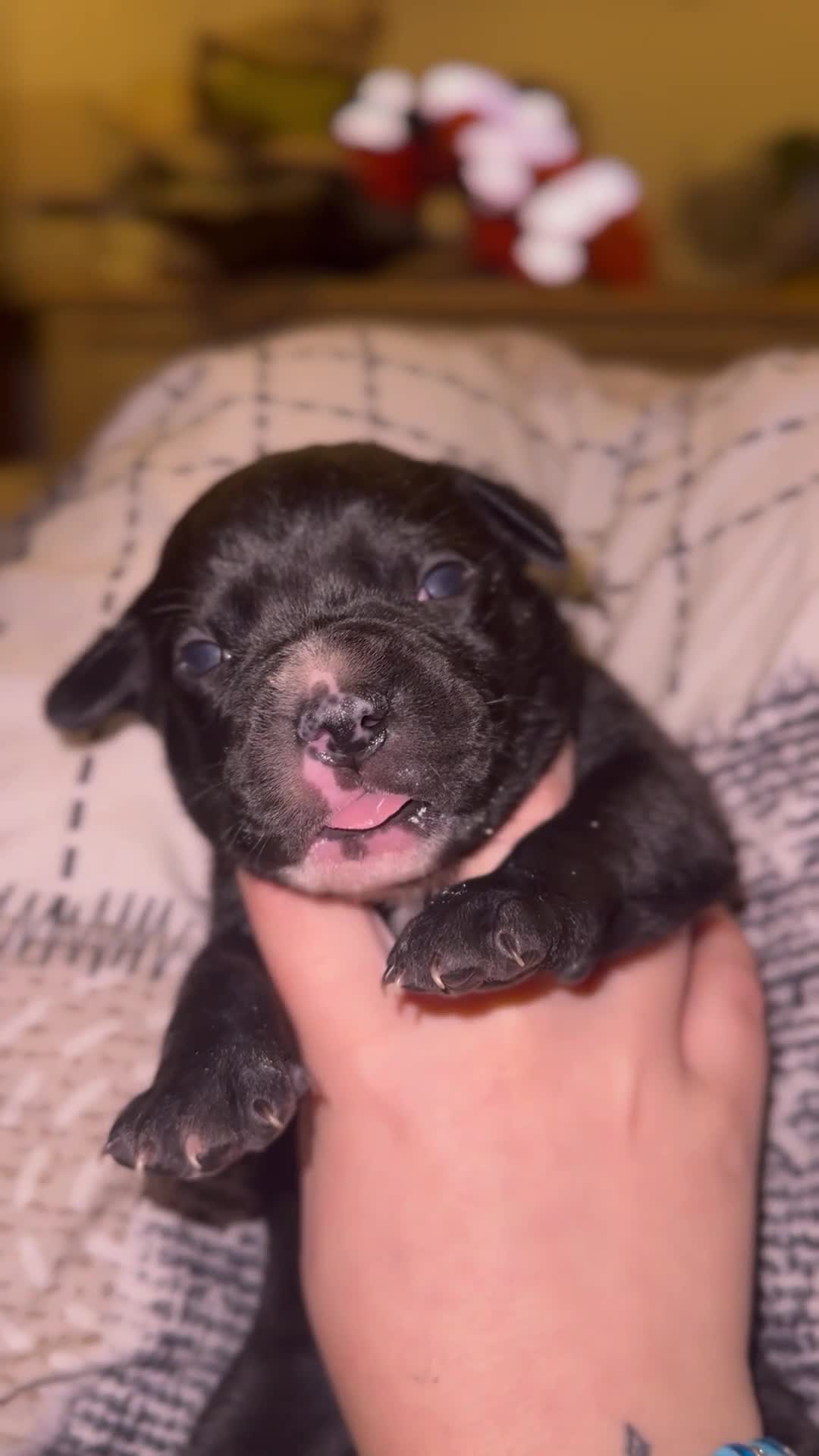 Staffordshire Bull Terrier dogs for sale: Gorgeous staffy puppies  - Video 3