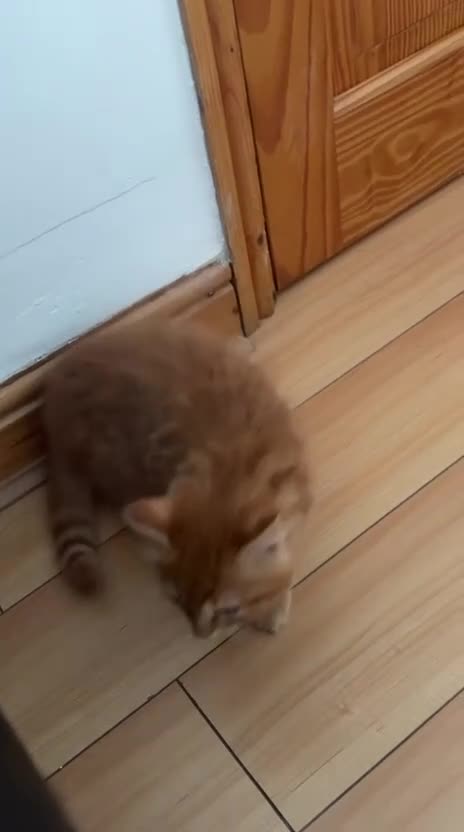Mixed Breed cats for sale: Adorable Ginger Male Kitten in Bolton - Video 1