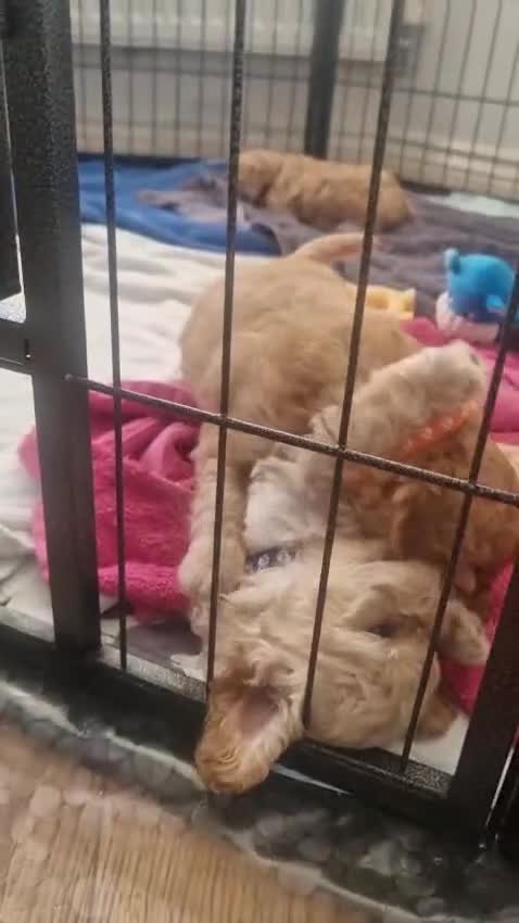 Cavapoo dogs for sale: Cavapoo puppies  - Video 2
