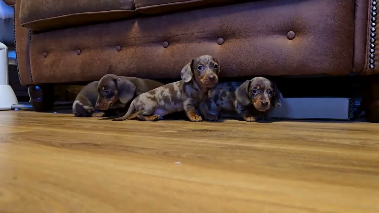 Miniature Dachshund dogs for sale: Miniature Dachshunds - Video 1