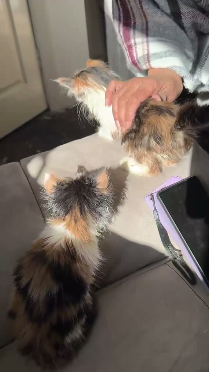 Mixed Breed cats for sale: 2x free female kittens mixed breed - Video 1