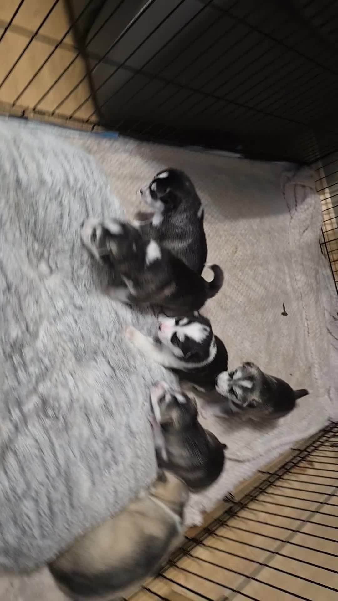 Siberian Husky dogs for sale: Siberian husky pups in Bradford - Video 1