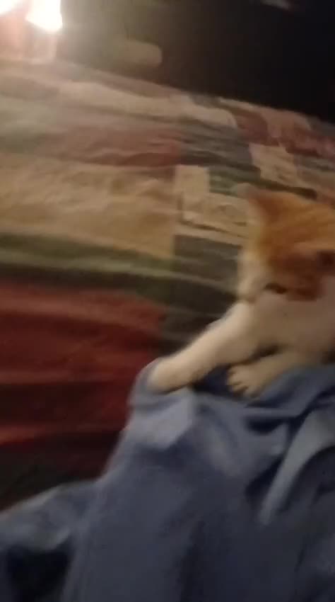 Munchkin cats for sale: Beautiful markings lush coat tabby tuxedo  - Video 1