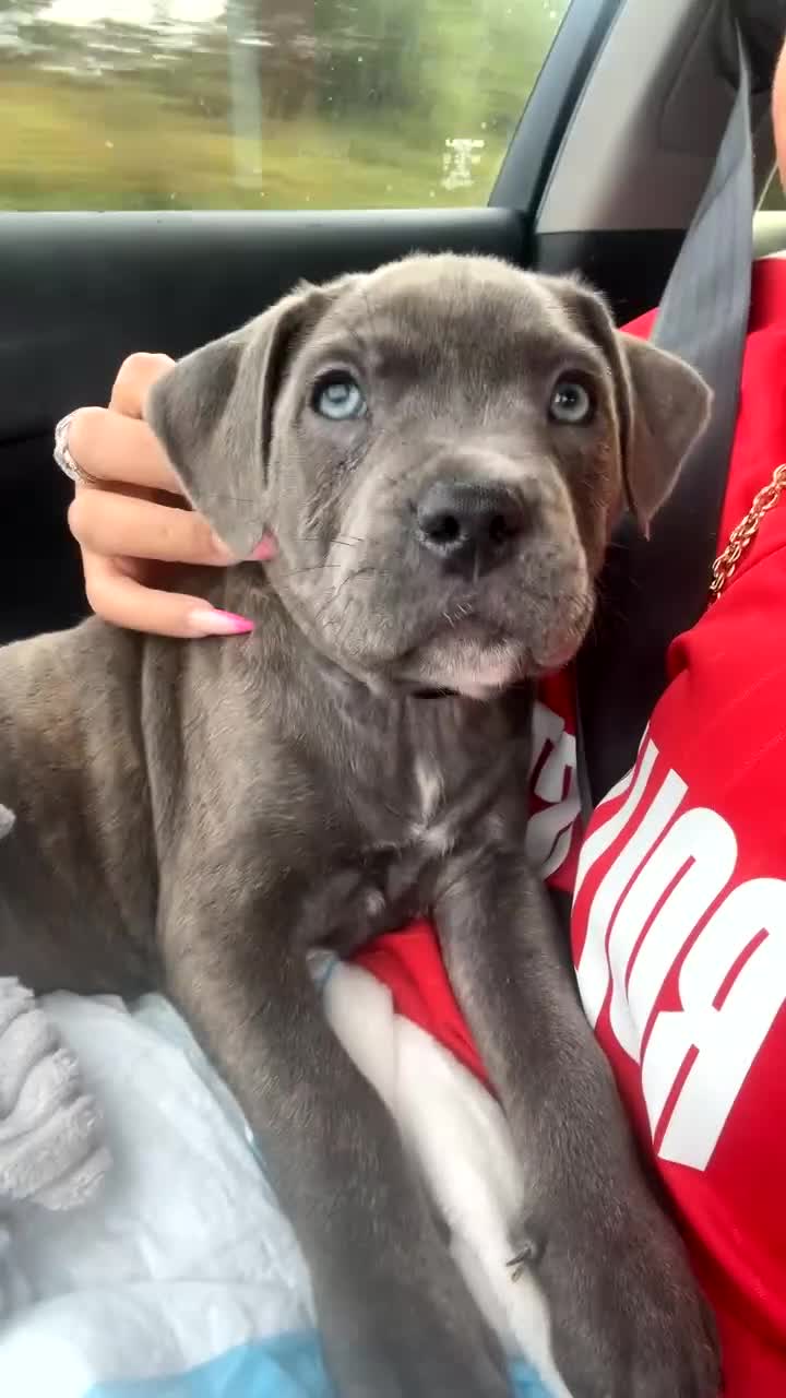 Mixed Breed dogs for sale: female 11 weeke ikd staff x cane corso  in Broadstairs - Video 1