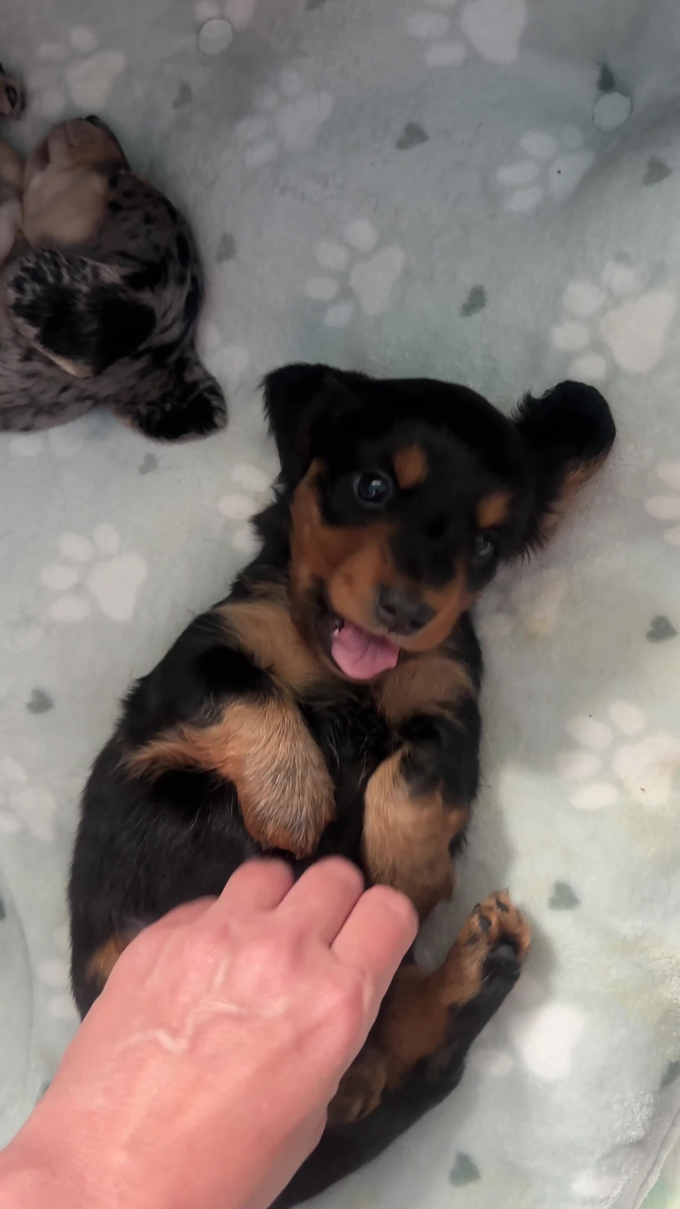 Dachshund dogs for sale: Miniature Dachshund Puppies Read Soon  - Video 1