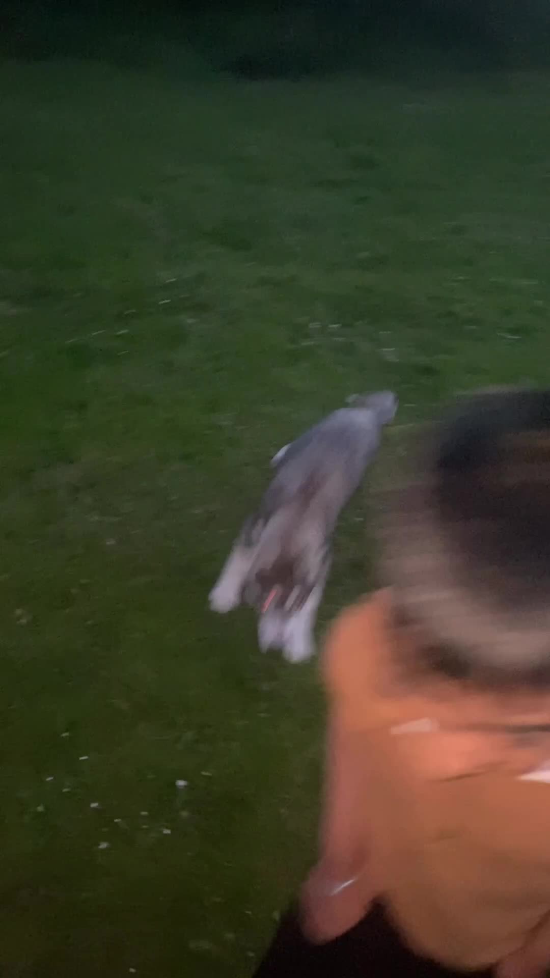 Siberian Husky dogs for sale: Beautiful 5 Month-Old Blue-Eyed Husky Puppy  in Clevedon - Video 1