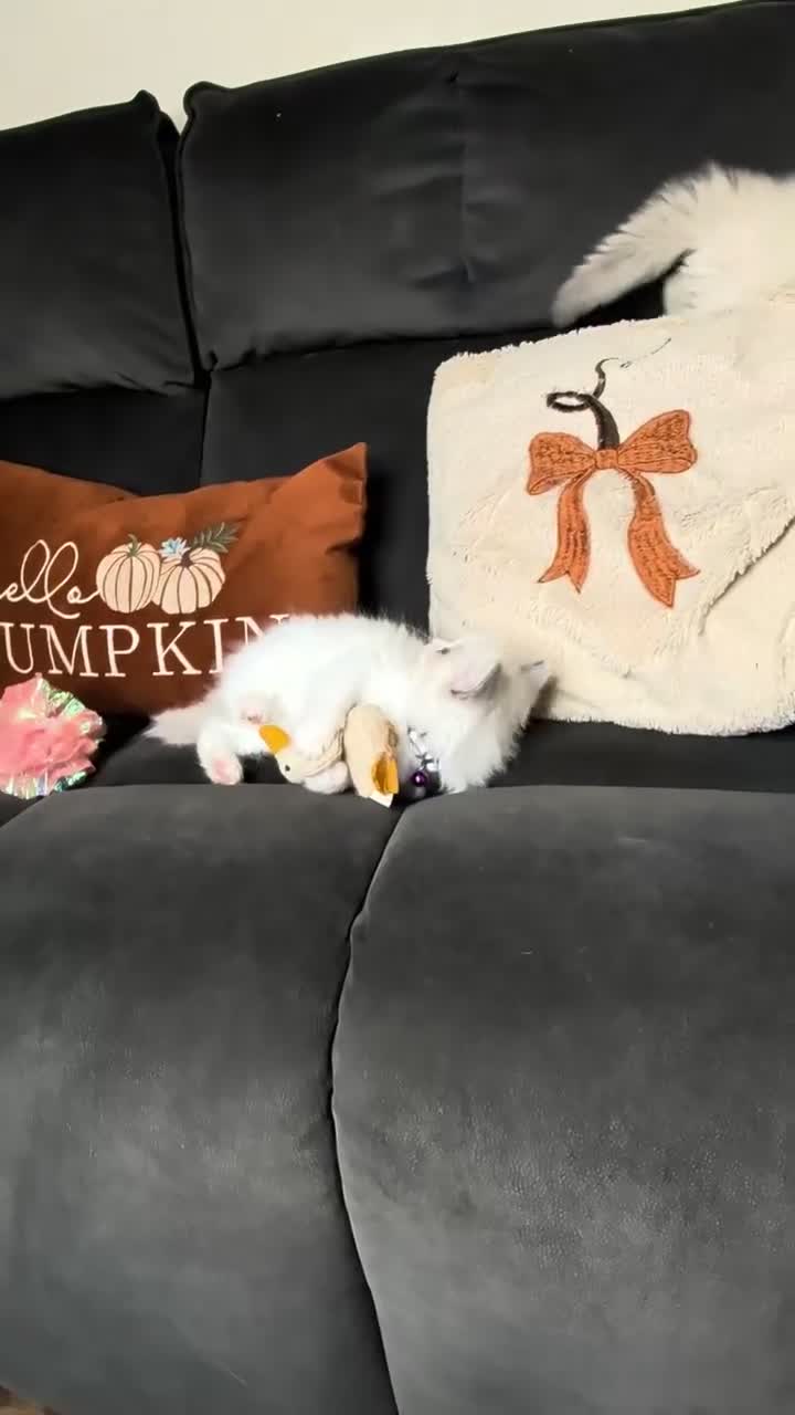 Ragdoll cats for sale: 🏆Tica Registered kittens from EU champion lines🏅 - Video 4