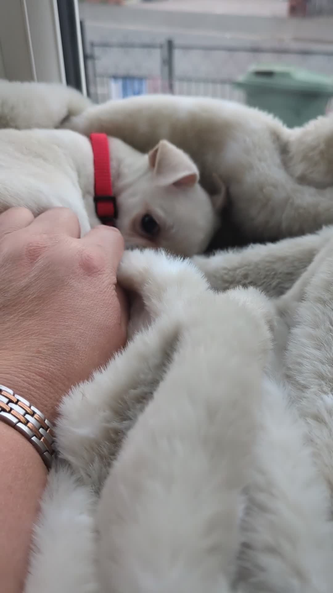 Chihuahua dogs for sale: Superb Longhaired pedigree toy chihuahuas - Video 5