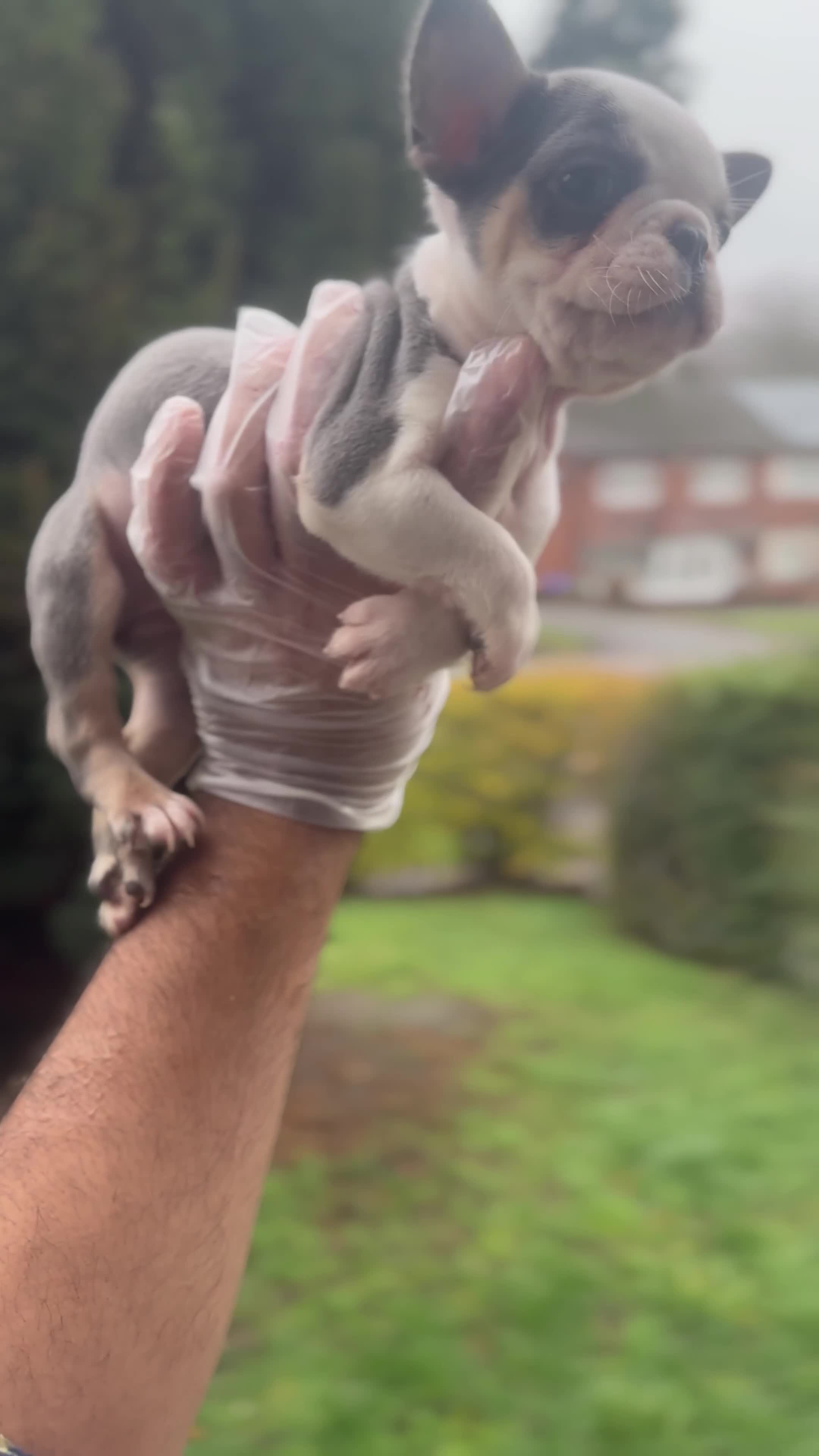 French Bulldog dogs for sale: Beautiful Litter Of Husky French Bulldogs - Video 1