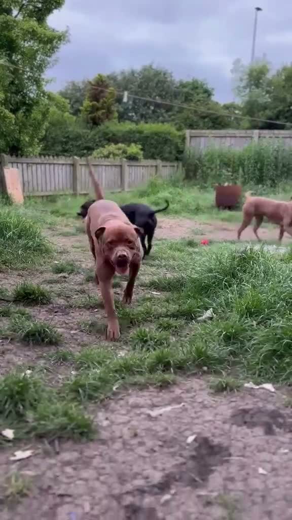 Mixed Breed dogs for sale: Dogs for rehoming  in South Shields - Video 1