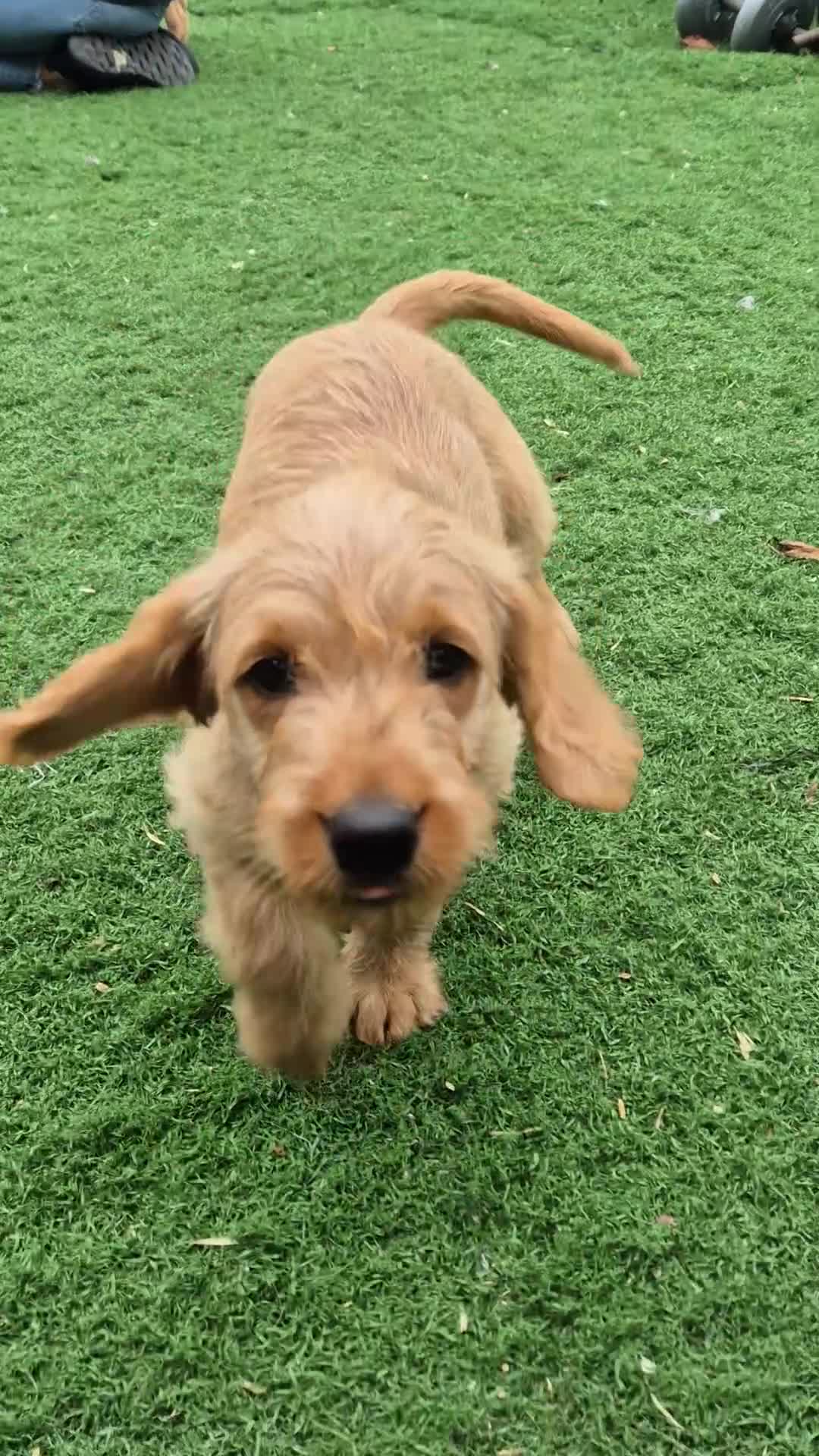 Labradoodle dogs for sale: Miniature labradoodles  - Video 4