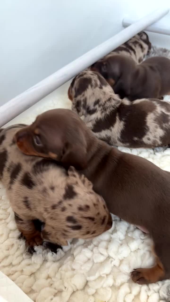 Miniature Dachshund dogs for sale: Stunning 5 star litter  - Video 3