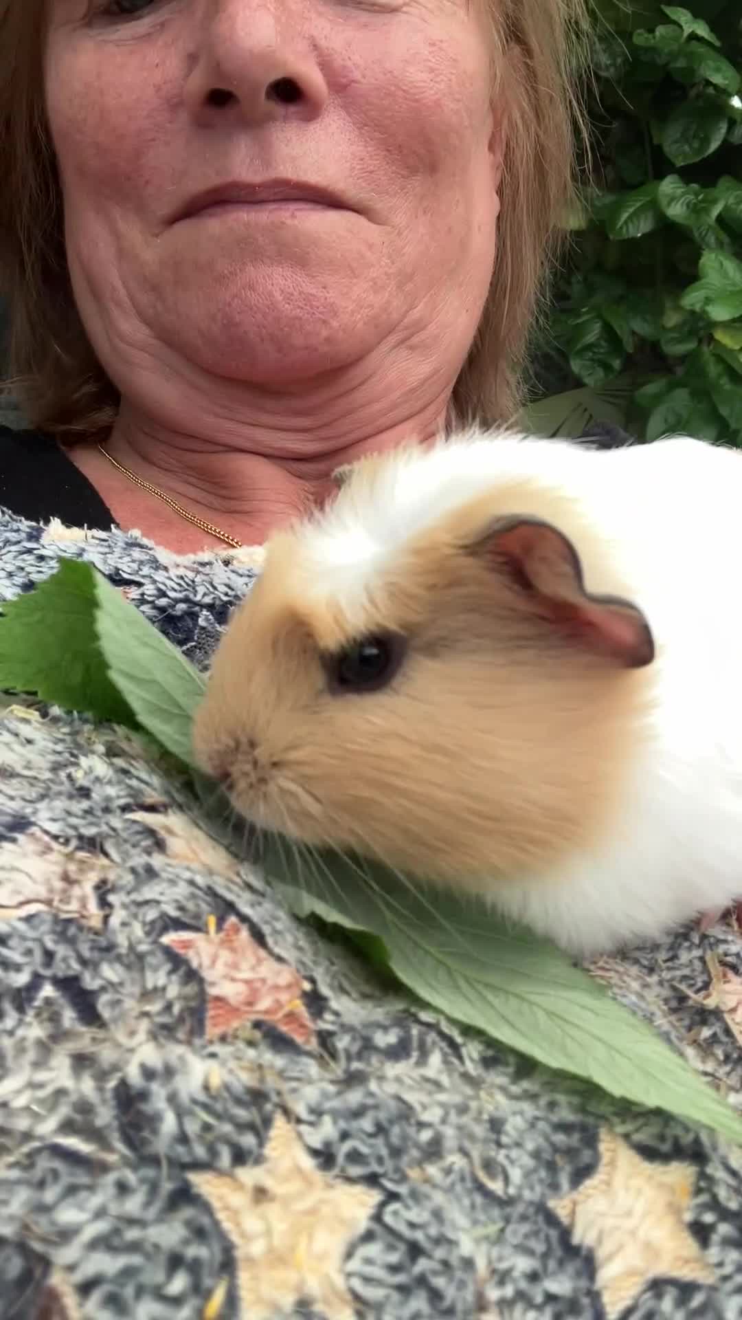 Guinea Pig rodents for sale: Gorgeous male Guinea Pig - Video 1