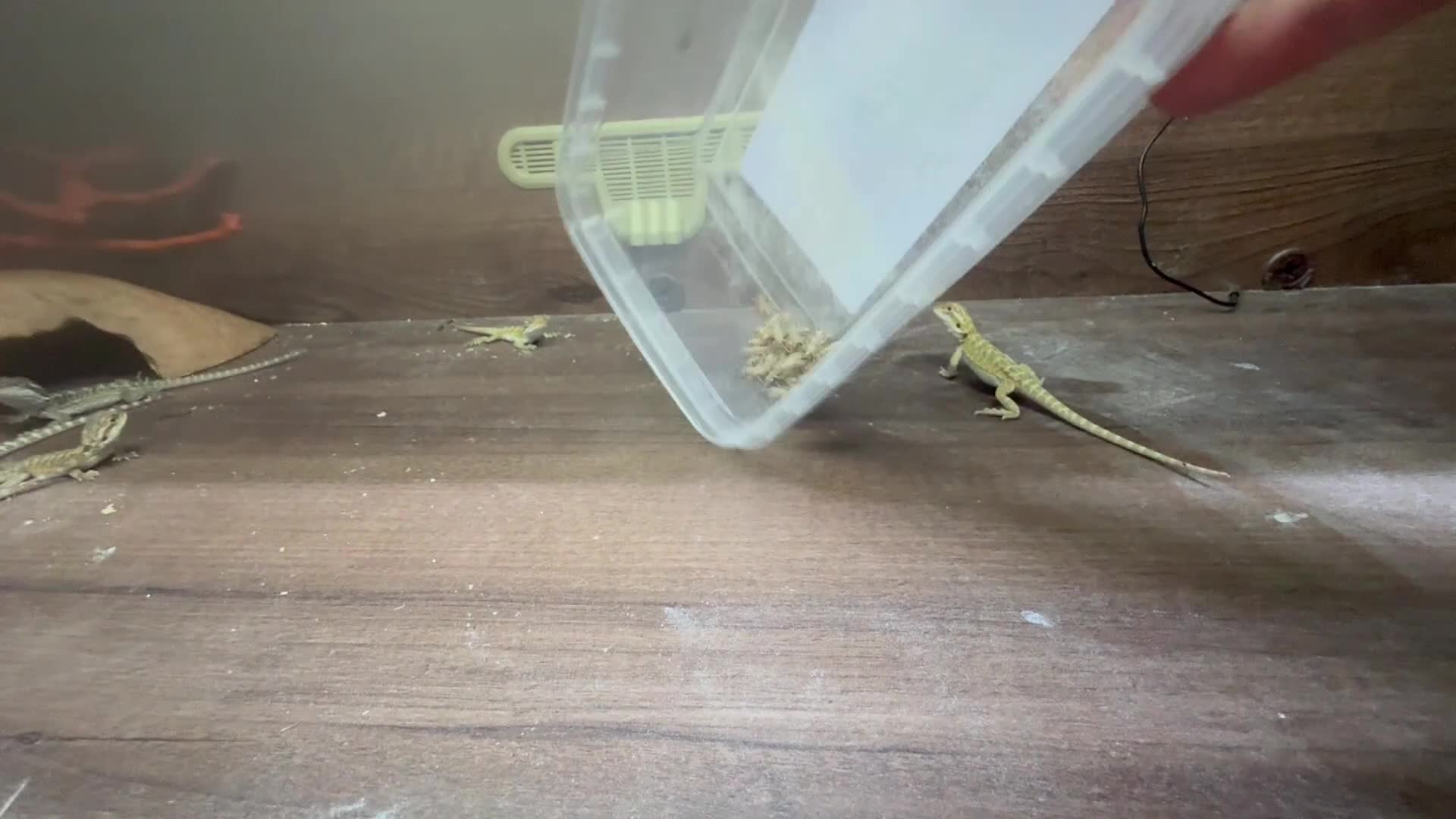 Bearded Dragon reptiles for sale: Baby bearded dragons.. in Lowestoft - Video 2