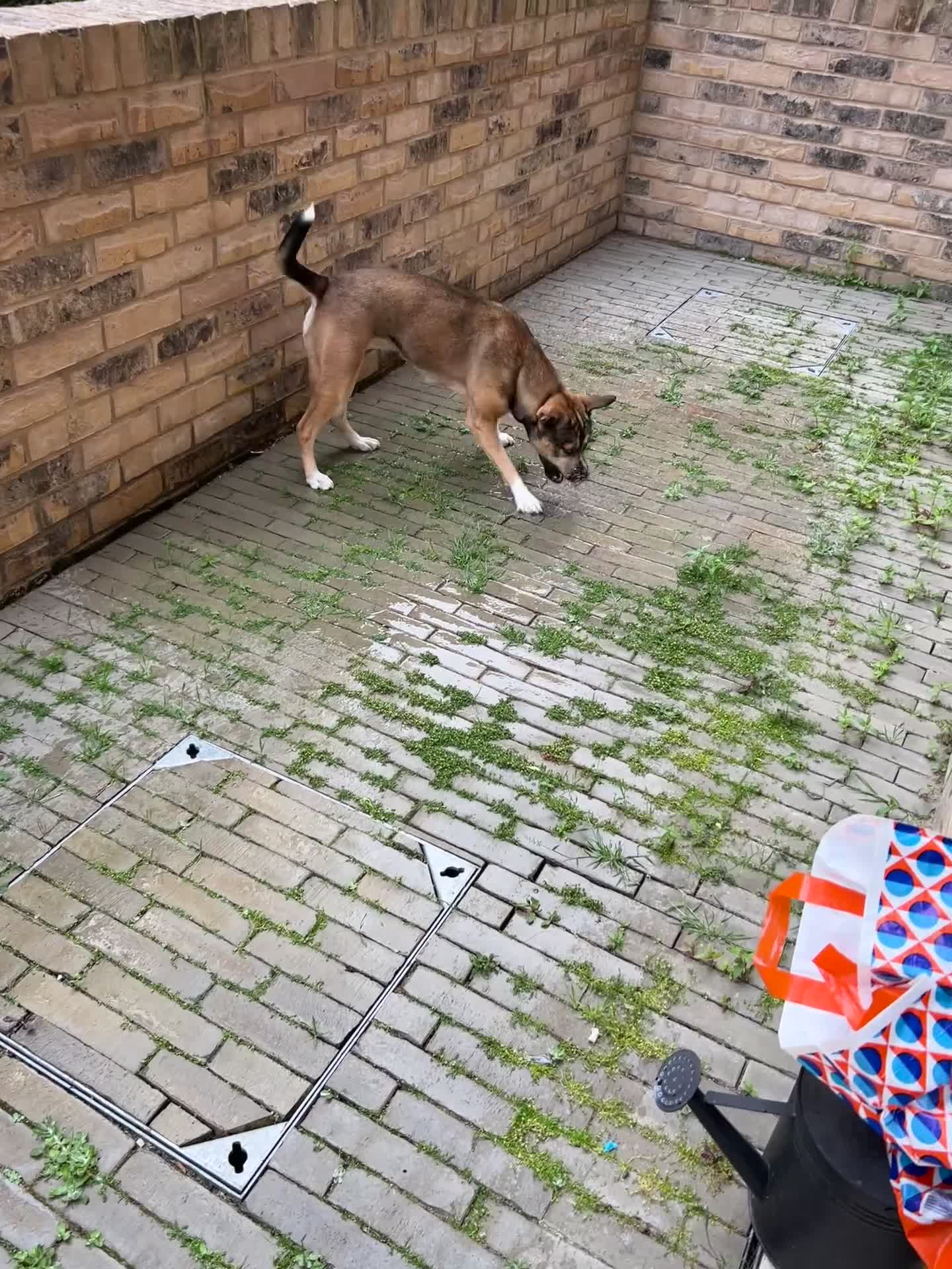 Mixed Breed dogs for sale: Rehome Coco - Video 2