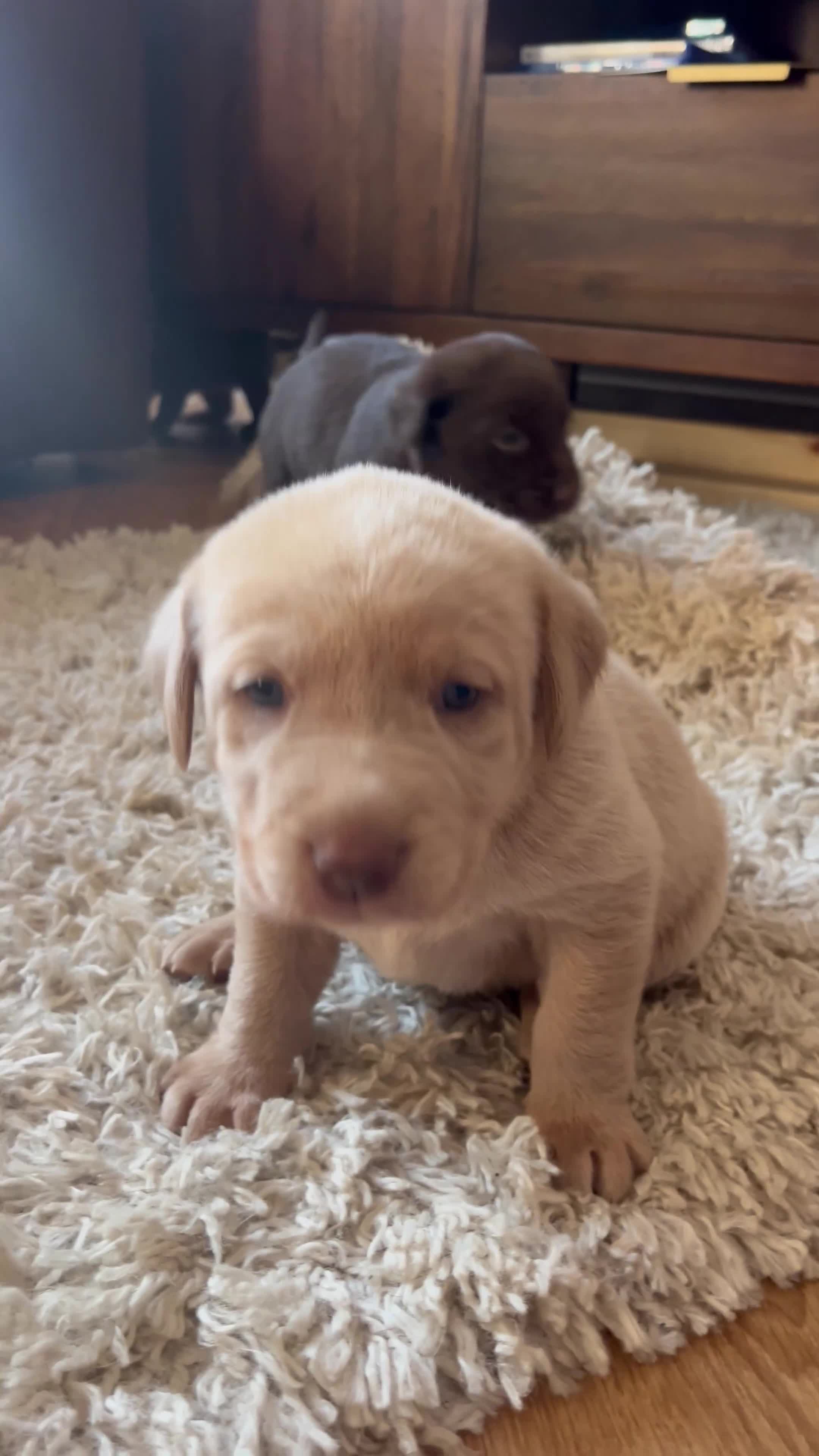 Labrador Retriever dogs for sale: Male Labrador Retrievers 🐶  - Video 3