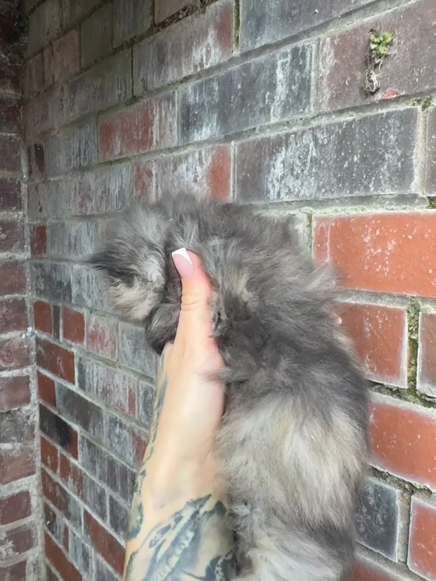 Persian cats for sale: Chinchilla Persians  - Video 2