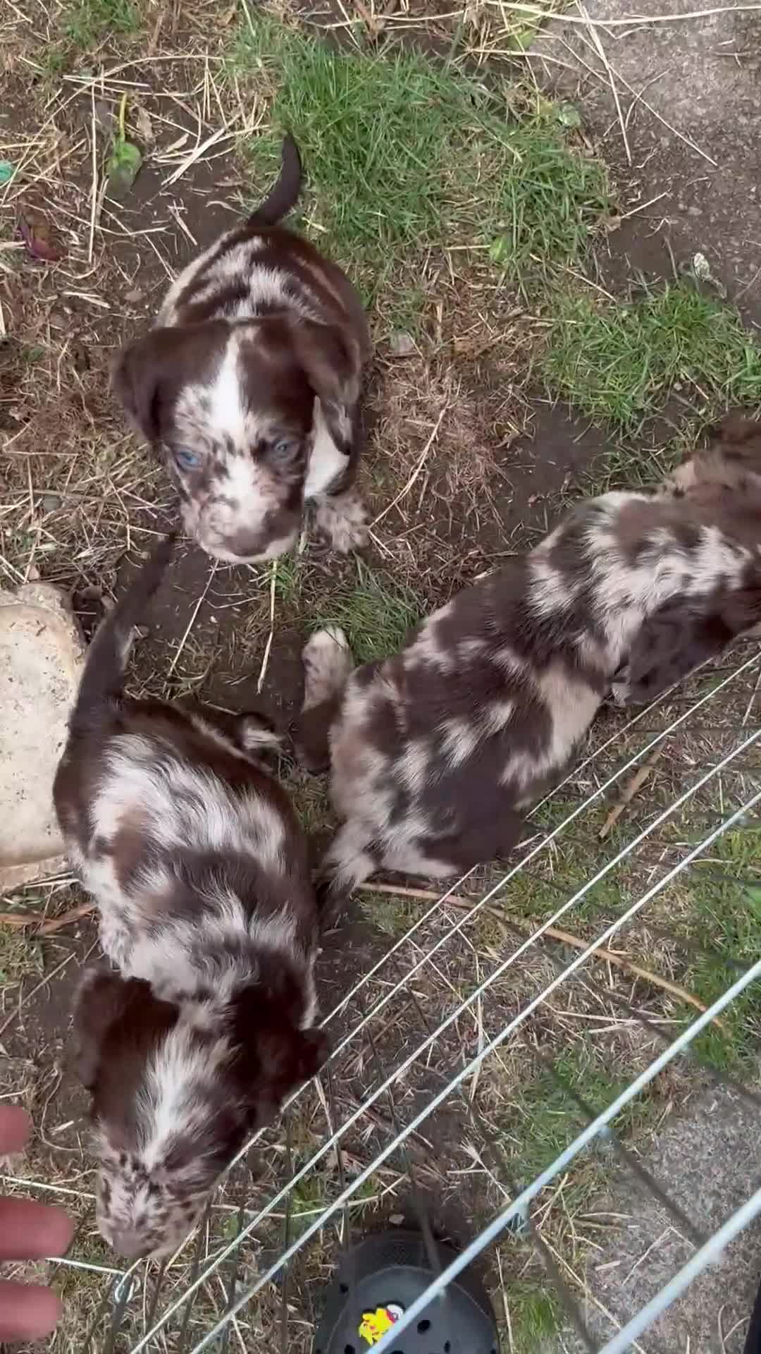 Cocker Spaniel dogs for sale: Gorgeous cocker spaniel puppies ready for new home - Video 1