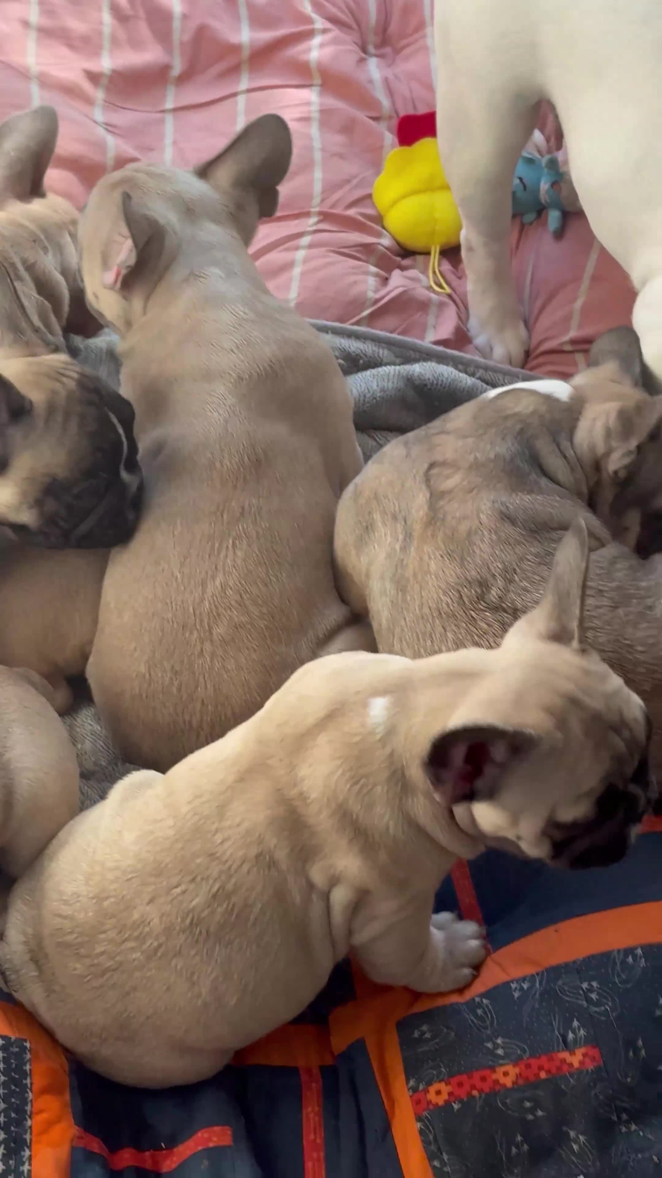 French Bulldog dogs for sale: French bulldogs puppies - Video 1