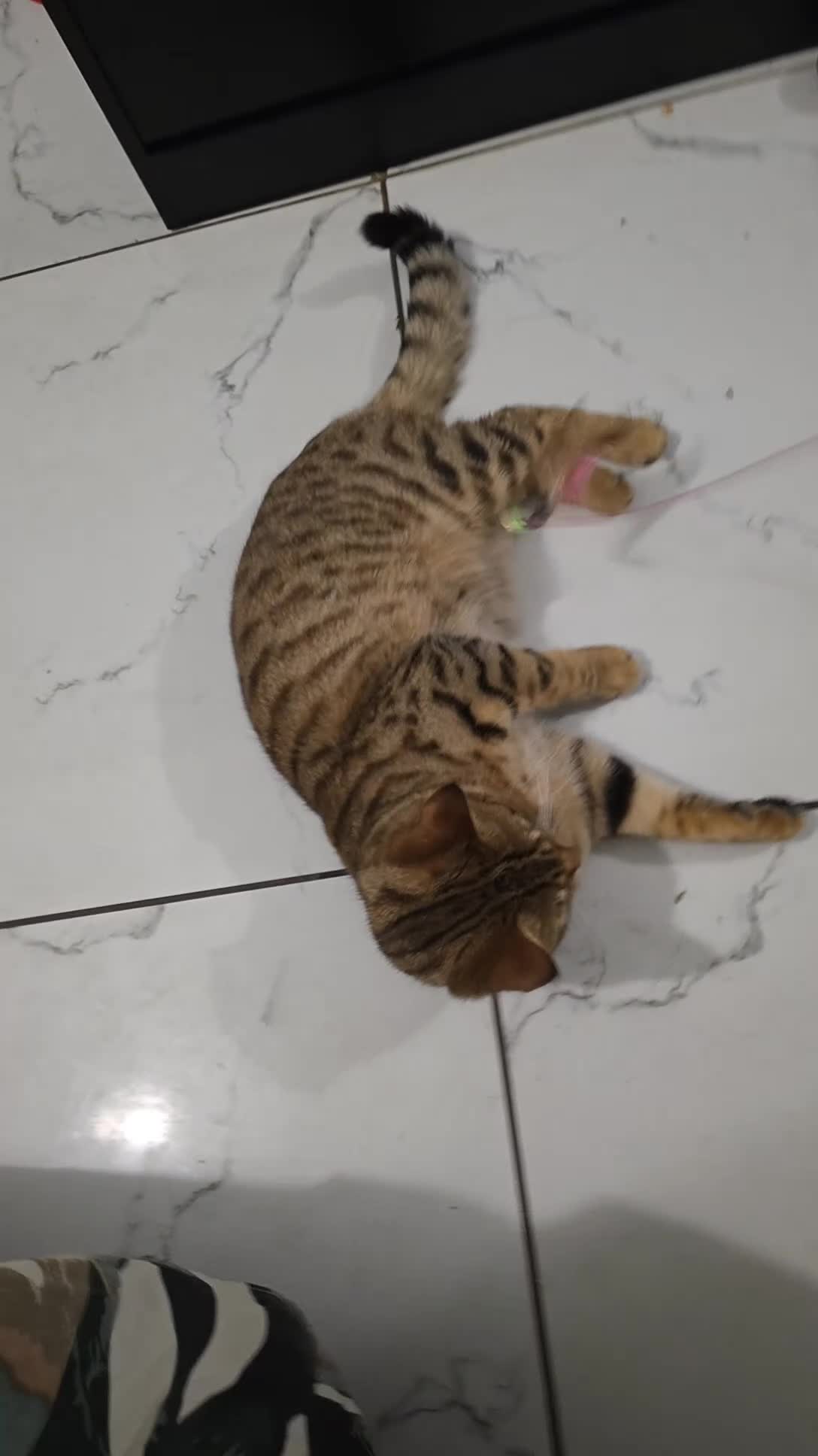 British Shorthair cats for sale: Tabby short hair/mix breed - Video 1